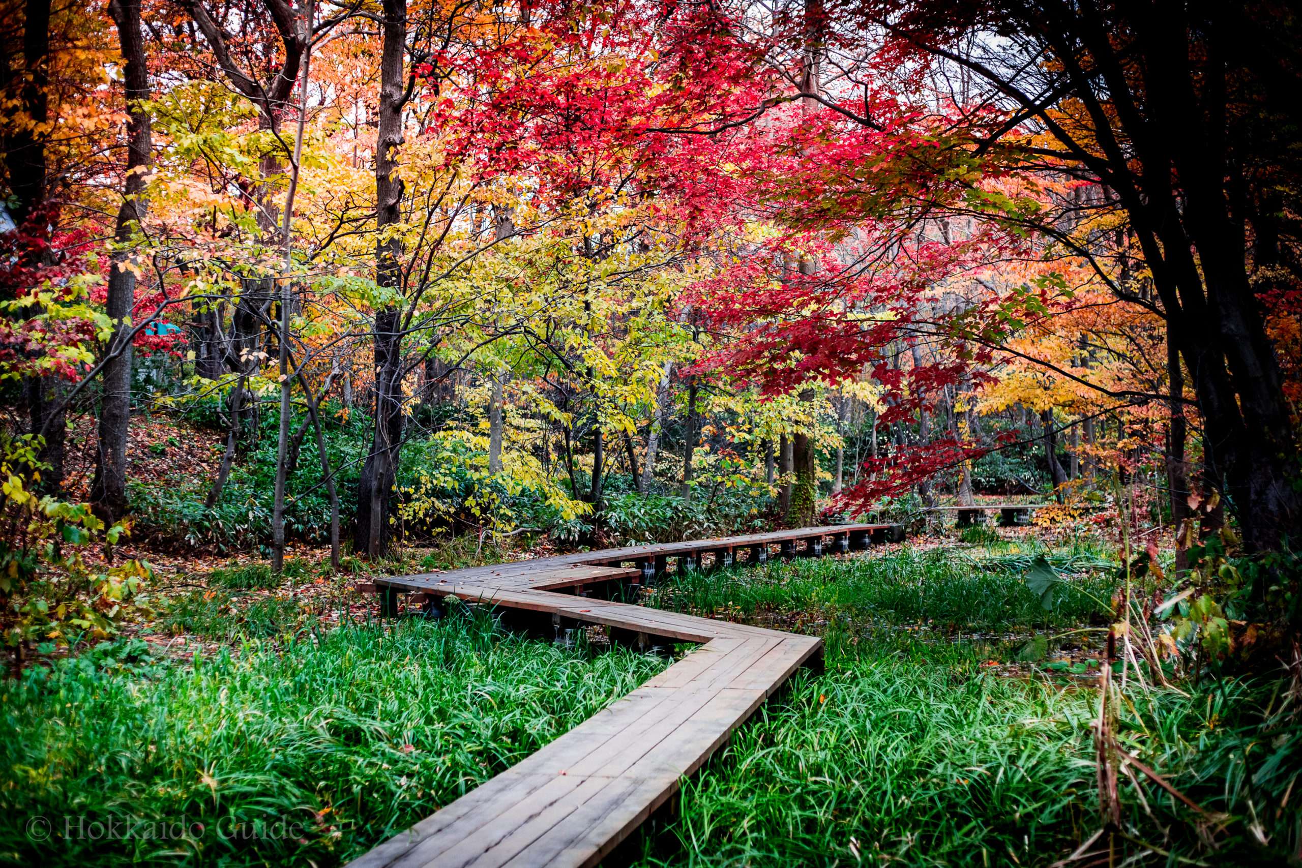 🌿 홋카이도대학 식물원(홋카이도 다이가쿠 쇼쿠부츠엔) 이미지 5